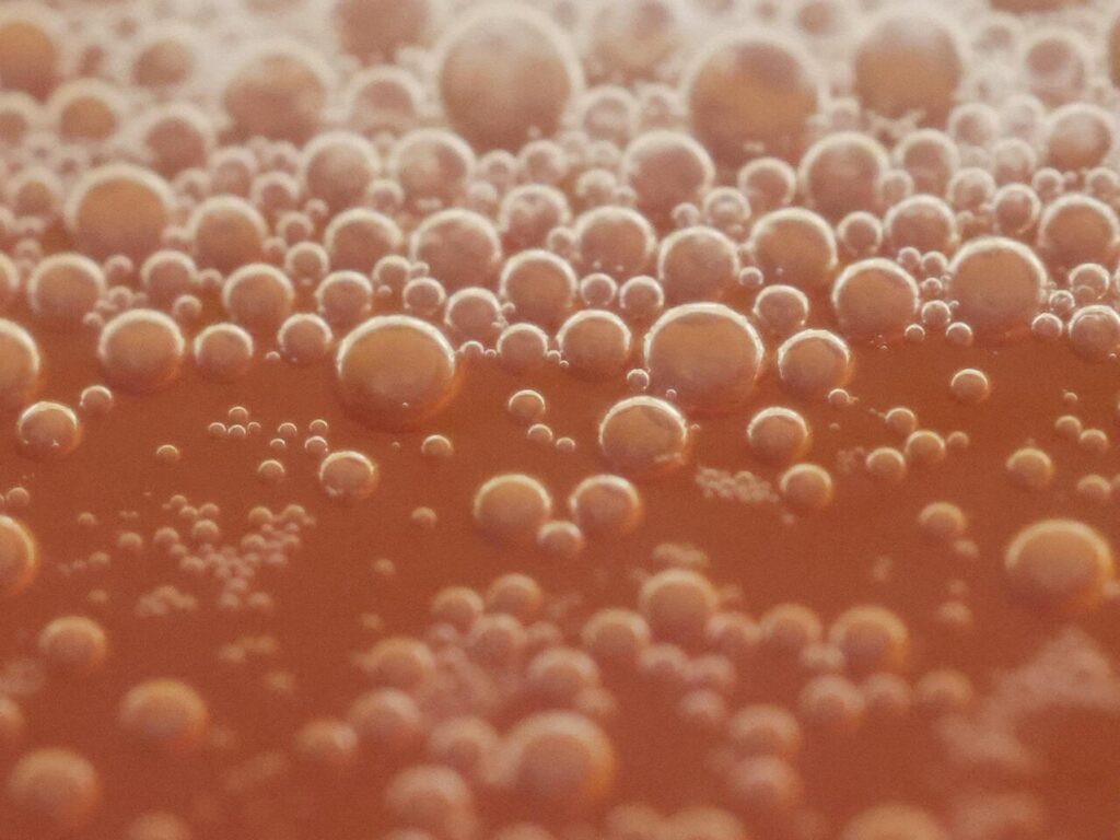 kombucha brewing